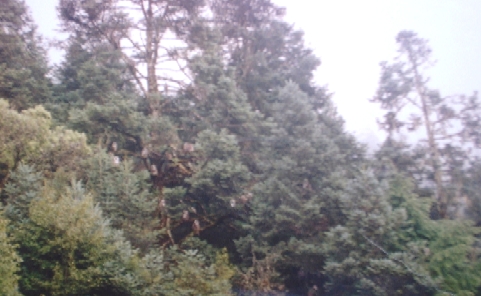 11.jpg (121426 bytes)