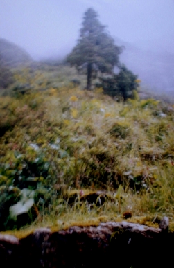 18b.jpg (80695 bytes)