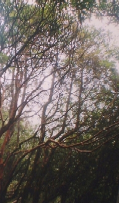 21.jpg (102041 bytes)