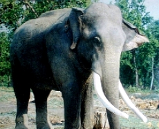 eleplitt.jpg (49443 bytes)