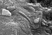 rockmicro.jpg (8707 bytes)
