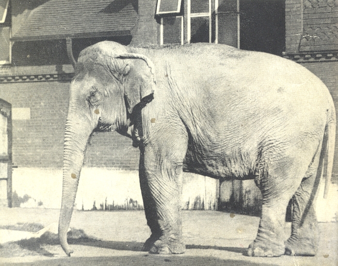 As.jpg (415426 bytes)