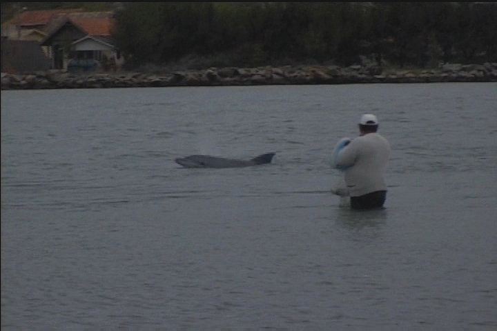 A Dolphin in Regular Motion