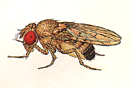 Dmlit.gif (15275 bytes)