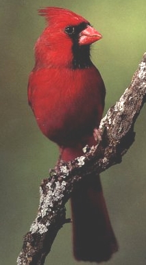 cardinal.jpg (52922 bytes)