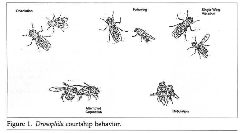 flies.JPG (27319 bytes)