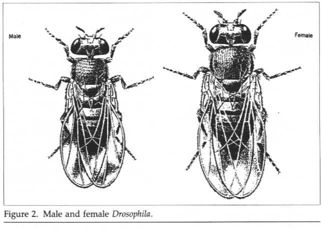 flies2.JPG (34100 bytes)